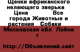 Щенки африканского нелающего зверька  › Цена ­ 35 000 - Все города Животные и растения » Собаки   . Московская обл.,Лобня г.